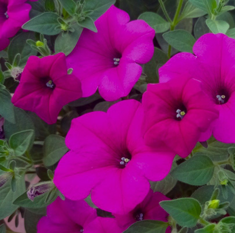 KUYAMBA PURPLE4